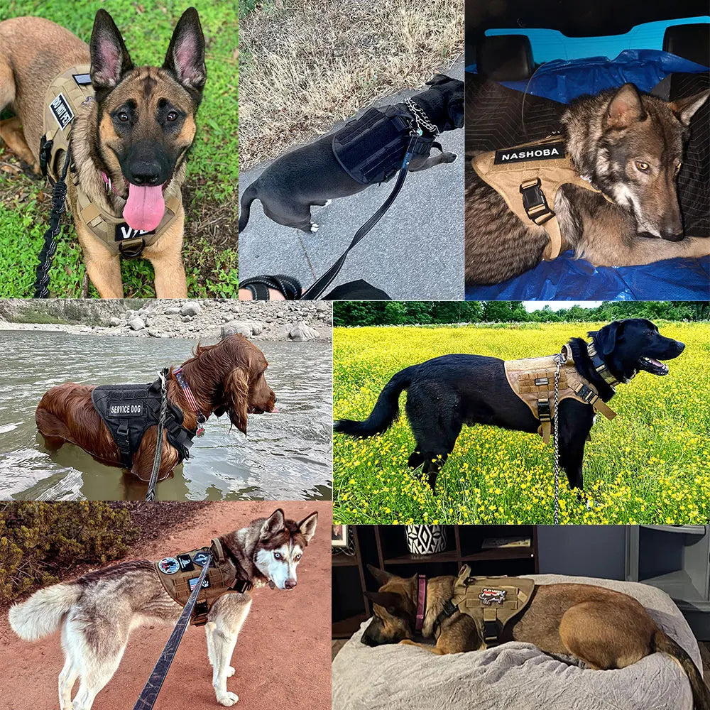 Dog Harness and Leash Sets, Training Walking
